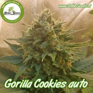 Gorilla Cookies autoflower, feminised. Gorilla Cookies autoflower, feminised.